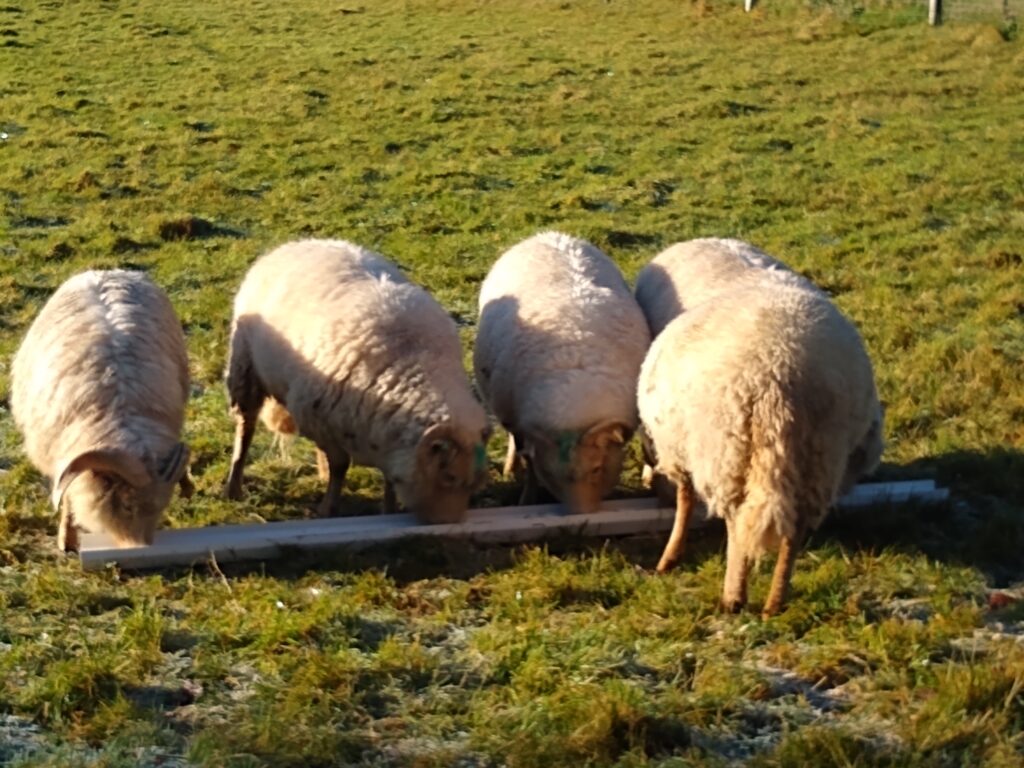 Four sheep at a feeding trough