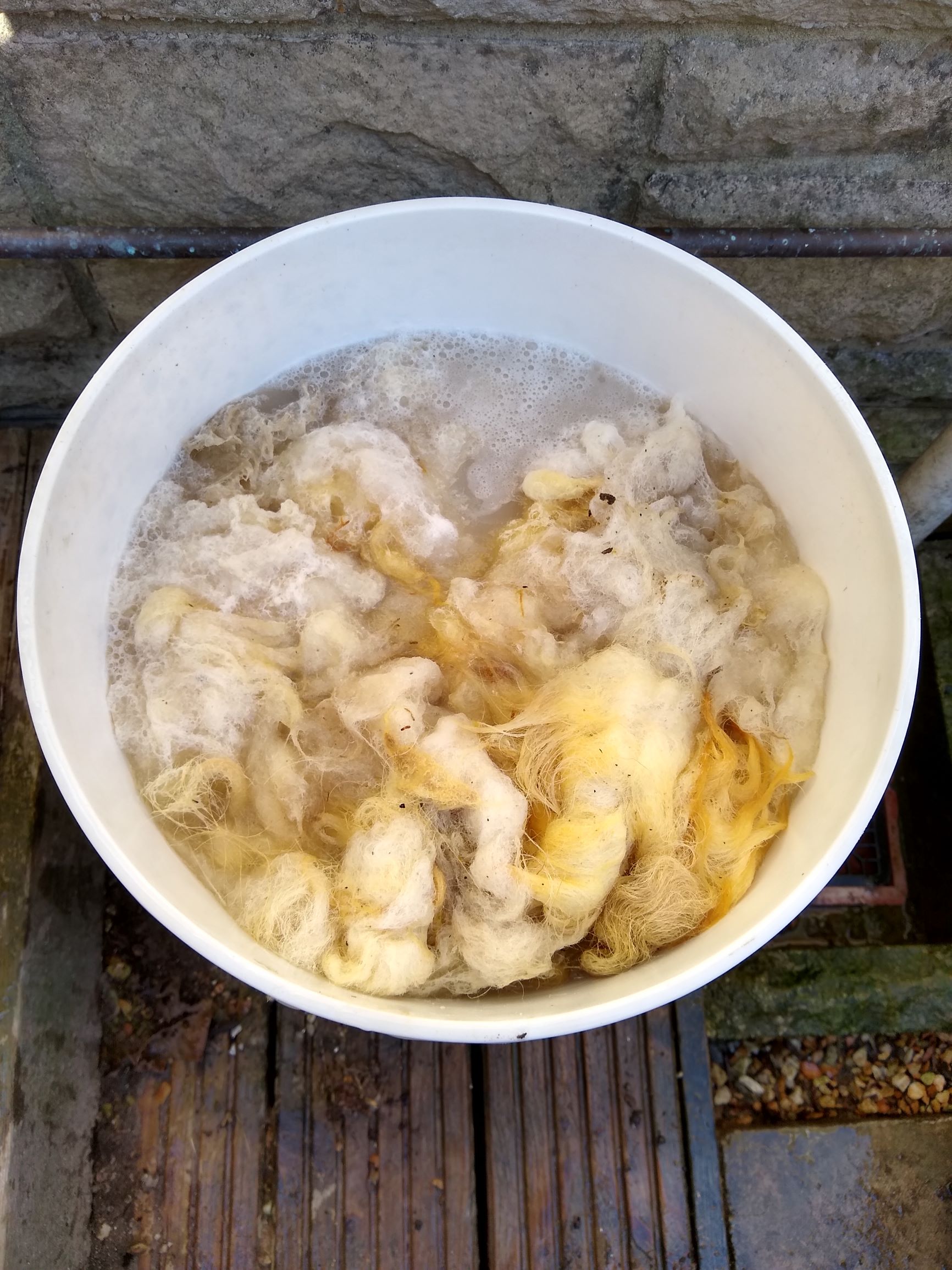 fleece from a sheep soaking in water contained in a white bucket.