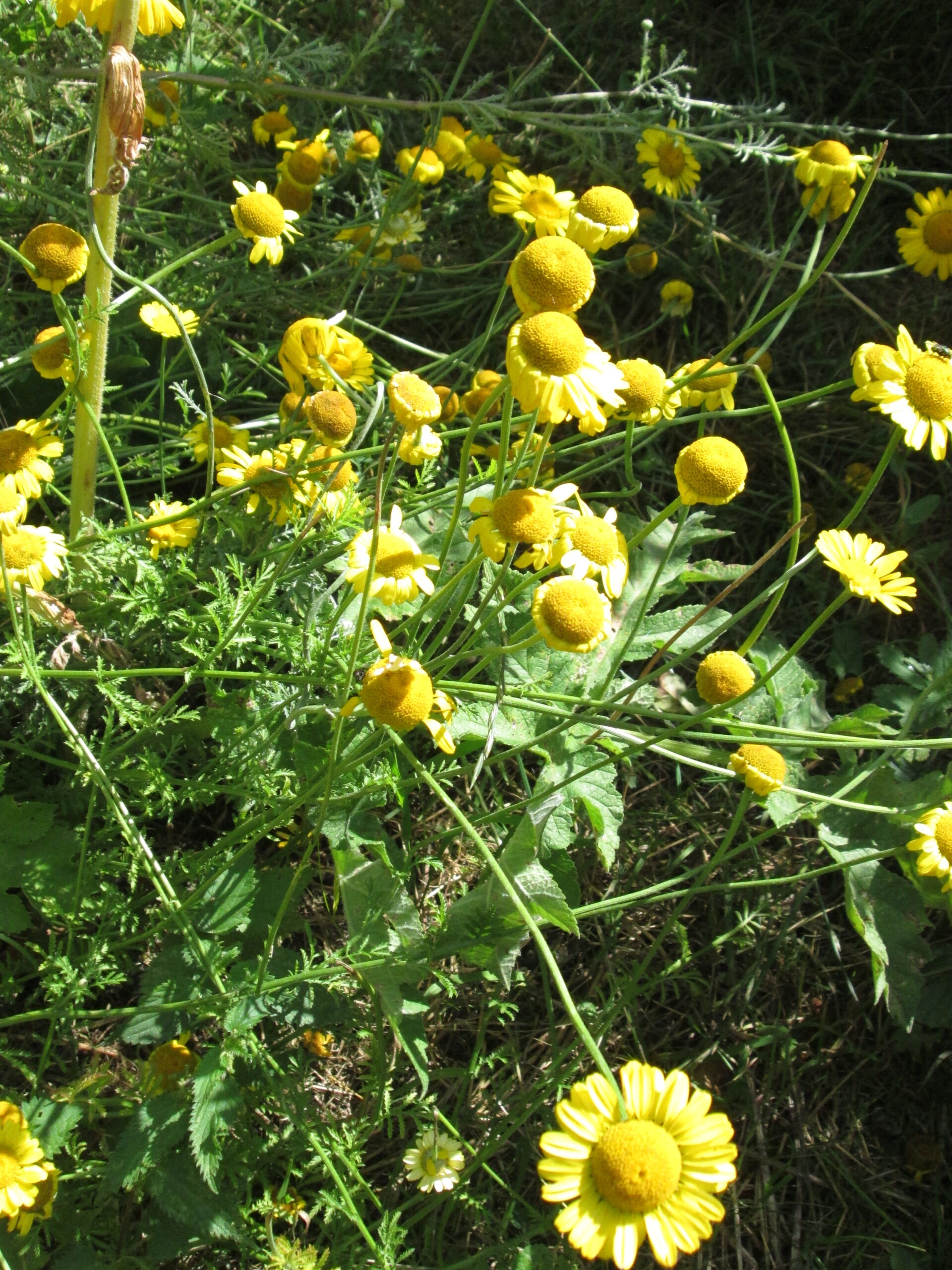 yellow flowers of chamomile with green leaves
