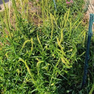 Yellow spikes of weld flowers in the garden